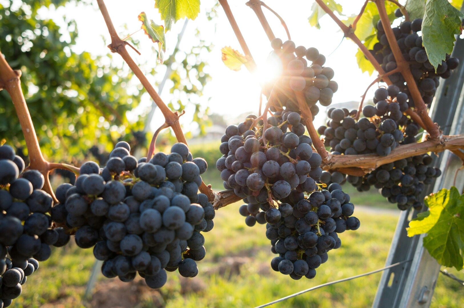 Sustainable Wine Tourism: How Our Service Supports Local Vineyards