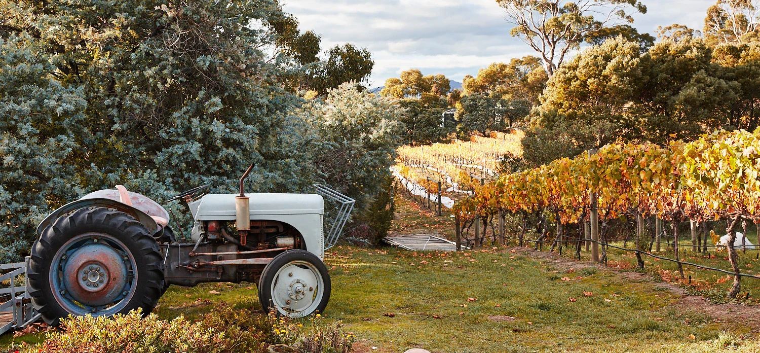 Every Man and His Dog Vineyard: Where Wine, Chocolate, and Community Meet