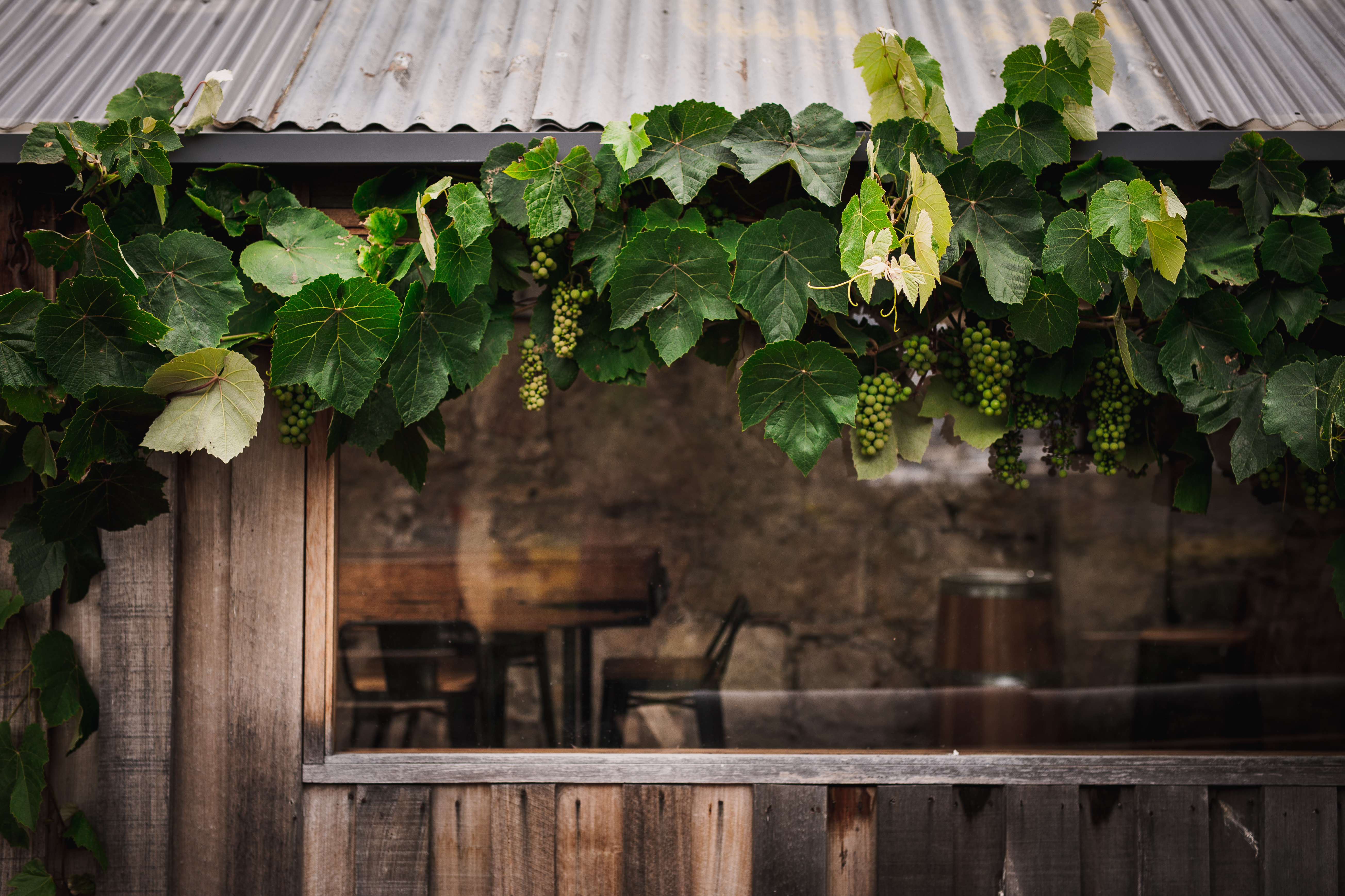 Good Gumnuts Festival