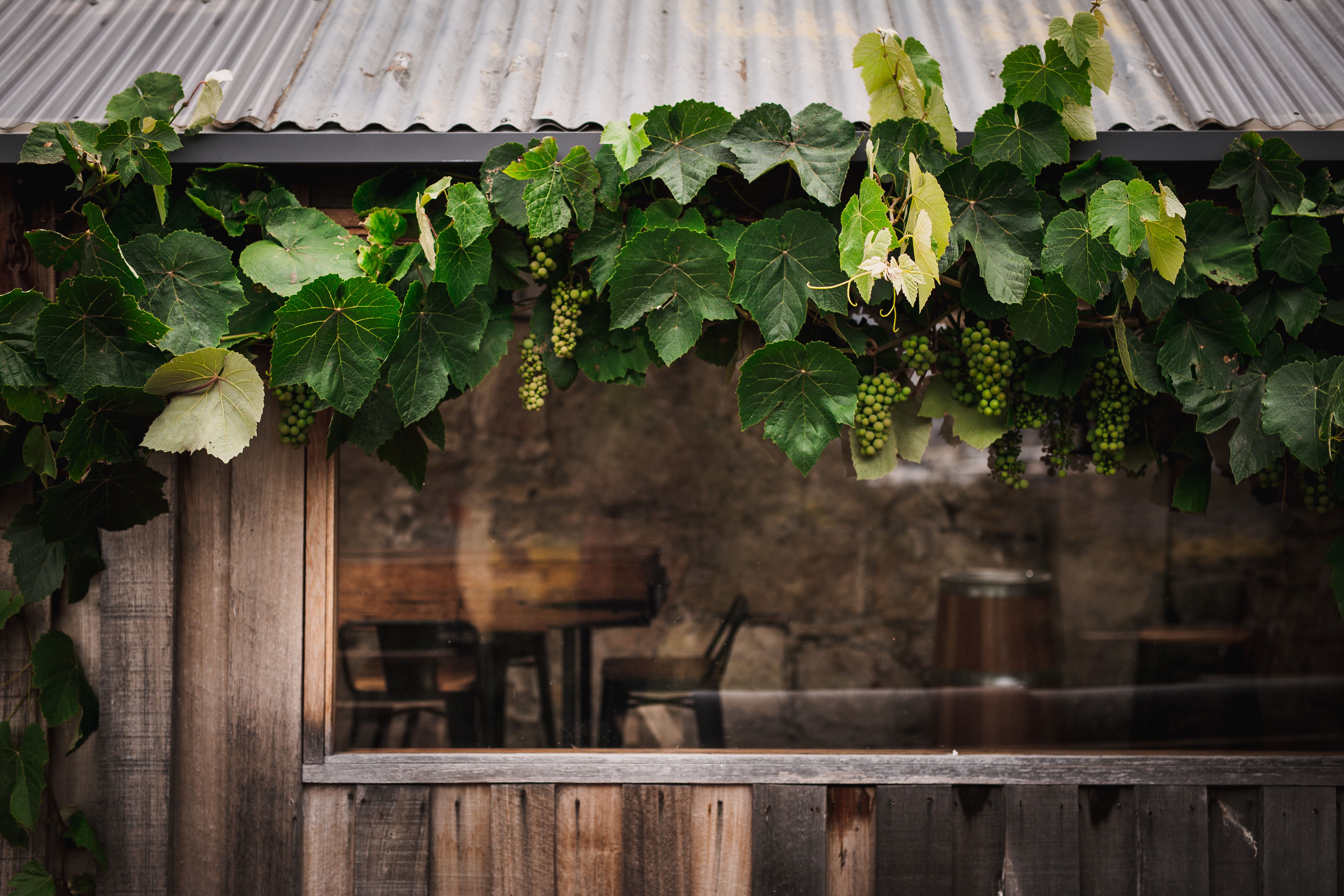Southern Open Vineyards